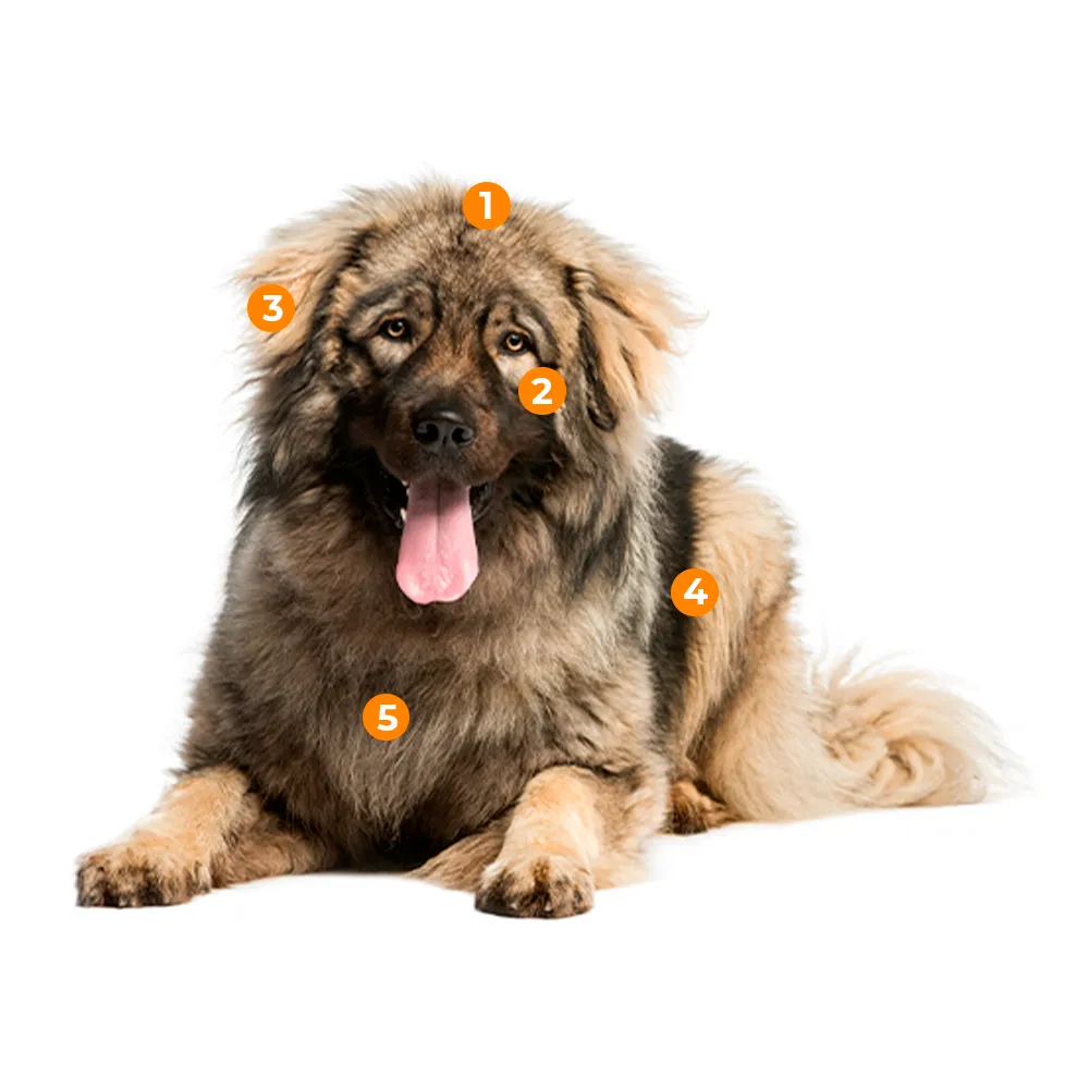 caracteristicas fisicas